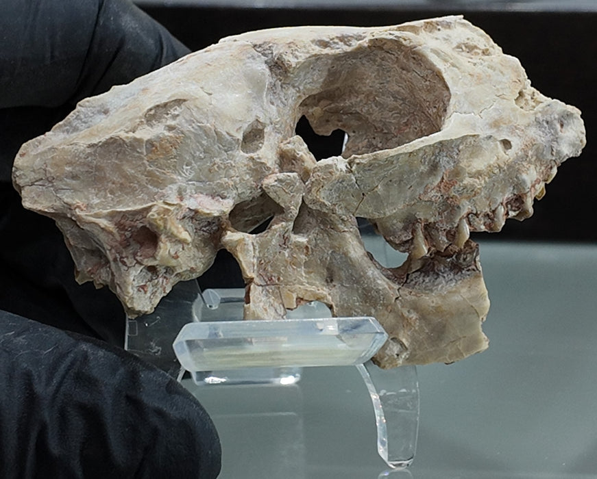 Fossil Deer Skull | Leptomeryx evansi | South Dakota