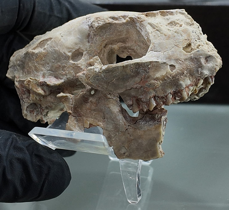 Fossil Deer Skull | Leptomeryx evansi | South Dakota