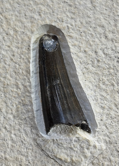 Fossil Crocodile Tooth | Green River Formation | Wyoming