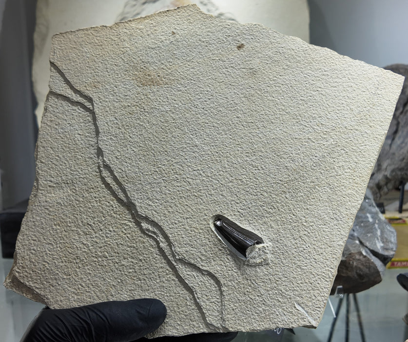 Fossil Crocodile Tooth | Green River Formation | Wyoming