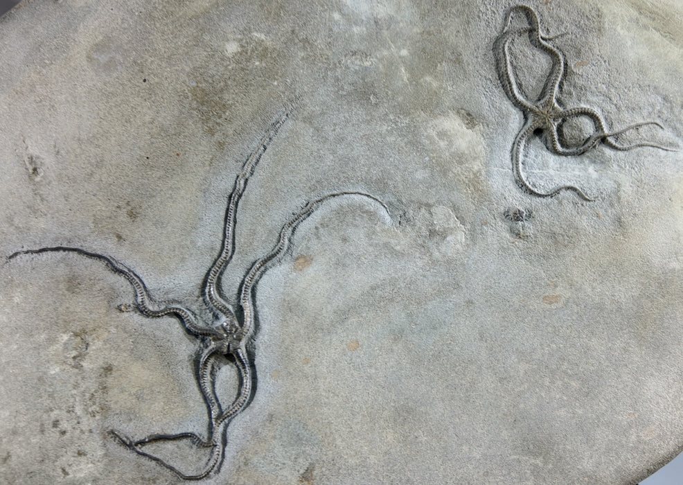 Gorgeous Double Brittle Stars | Palaeocoma egertoni | England