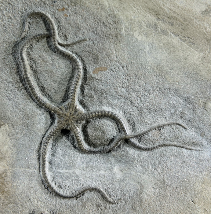 Gorgeous Double Brittle Stars | Palaeocoma egertoni | England