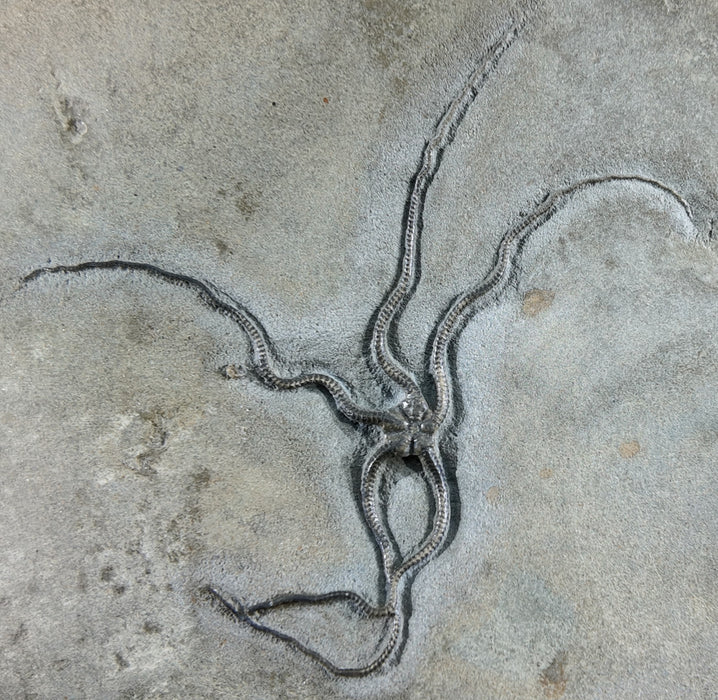 Gorgeous Double Brittle Stars | Palaeocoma egertoni | England