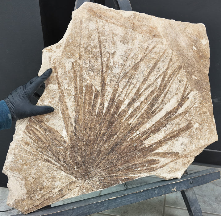 Sabalites powelli Fossil Palm Leaf | Green River Formation | Wyoming