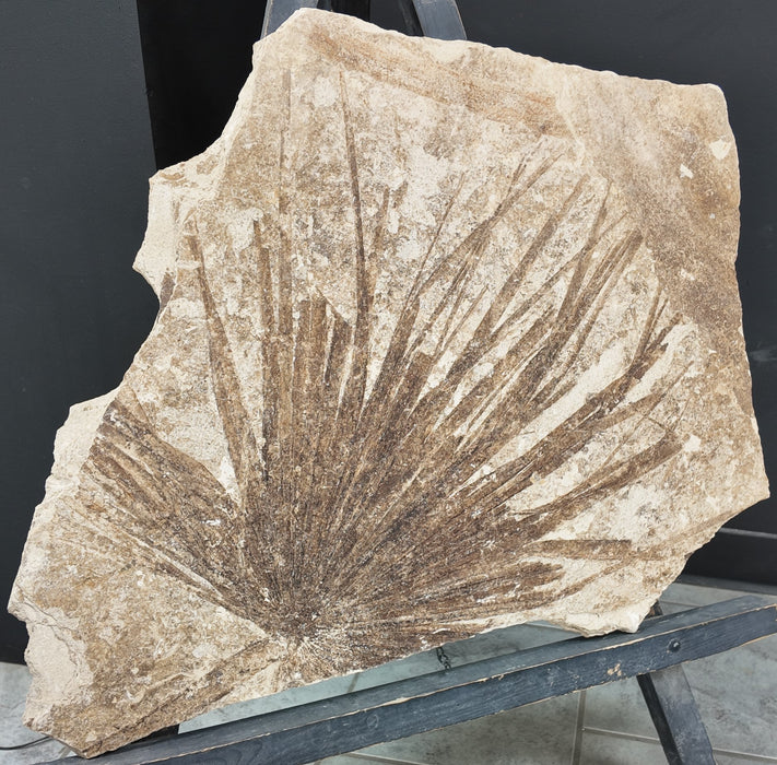 Sabalites powelli Fossil Palm Leaf | Green River Formation | Wyoming