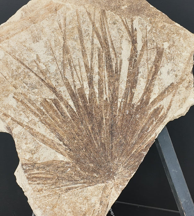 Sabalites powelli Fossil Palm Leaf | Green River Formation | Wyoming