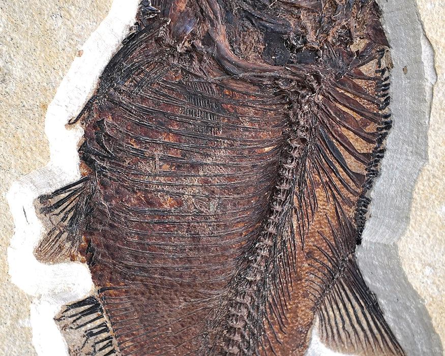 Assorted Fossil Fish Plate | 100% Natural | Green River Formation | Wyoming