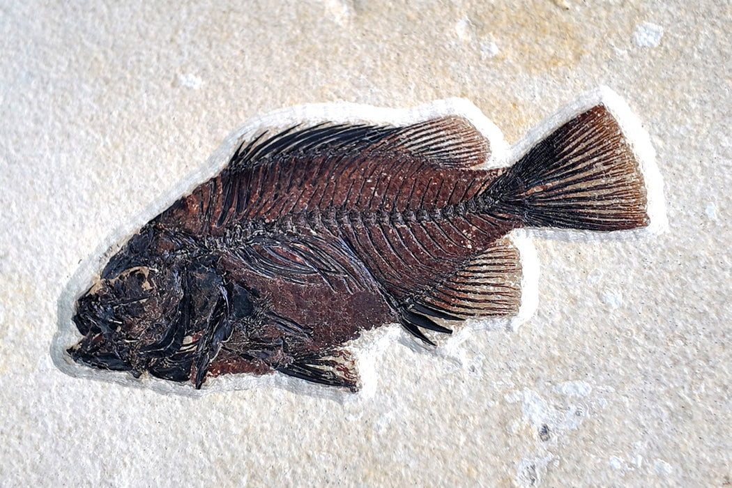 Assorted Fossil Fish Plate | 100% Natural | Green River Formation | Wyoming