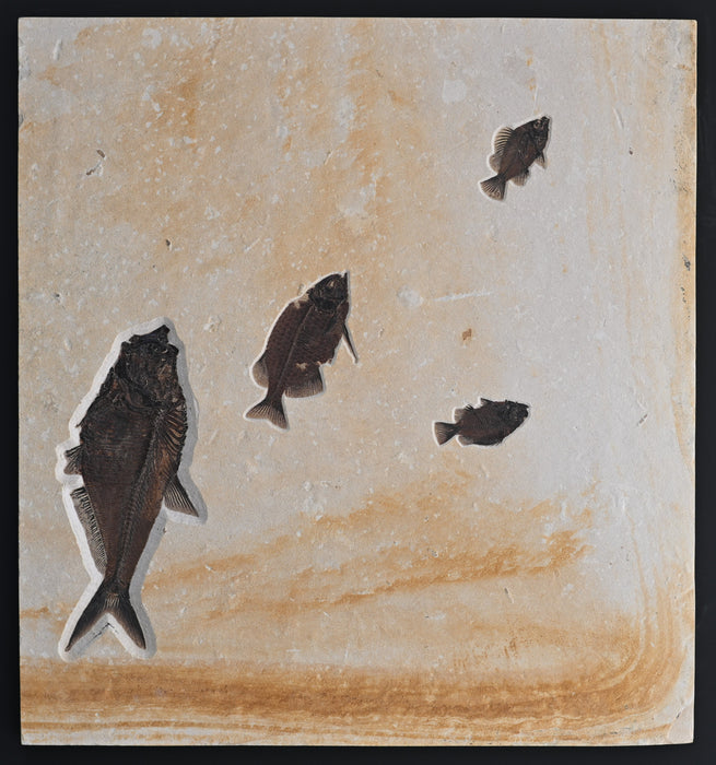 Assorted Fossil Fish Plate | 100% Natural | Green River Formation | Wyoming