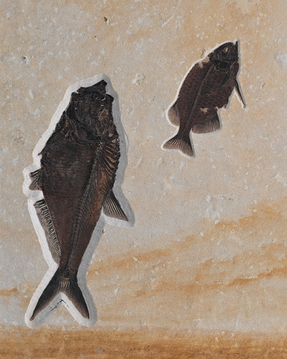 Assorted Fossil Fish Plate | 100% Natural | Green River Formation | Wyoming