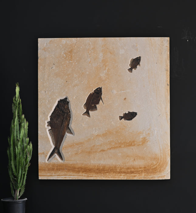 Assorted Fossil Fish Plate | 100% Natural | Green River Formation | Wyoming