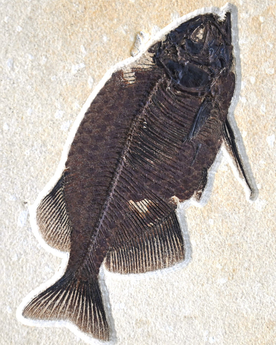 Assorted Fossil Fish Plate | 100% Natural | Green River Formation | Wyoming