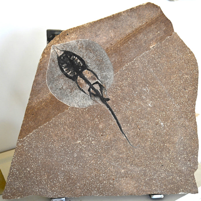 Heliobatis radians (Stingray) | 100% Natural | Green River Formation | Wyoming