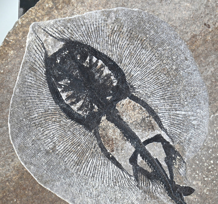 Heliobatis radians (Stingray) | 100% Natural | Green River Formation | Wyoming