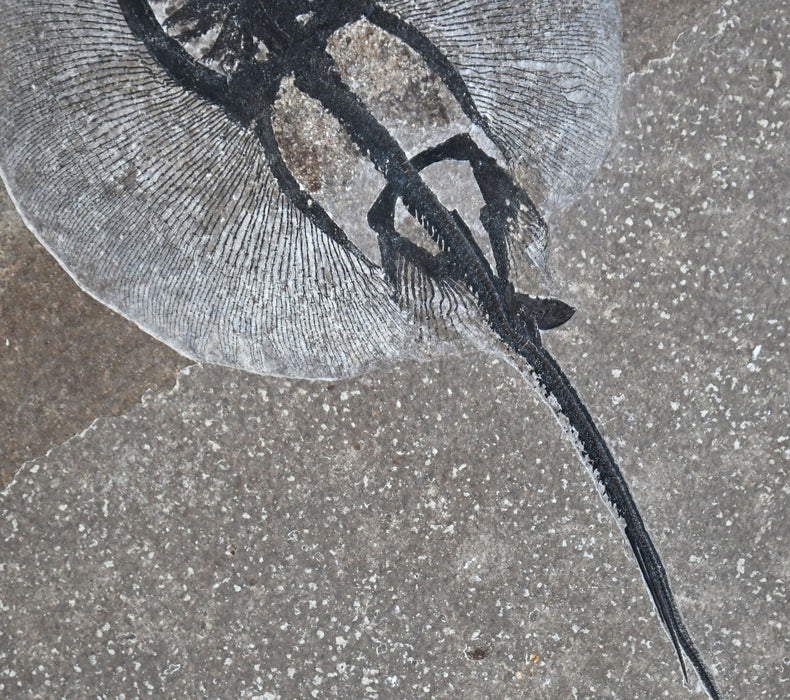 Heliobatis radians (Stingray) | 100% Natural | Green River Formation | Wyoming