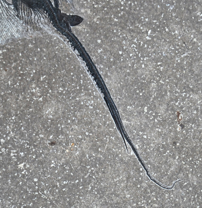 Heliobatis radians (Stingray) | 100% Natural | Green River Formation | Wyoming