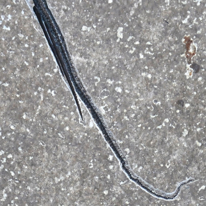 Heliobatis radians (Stingray) | 100% Natural | Green River Formation | Wyoming