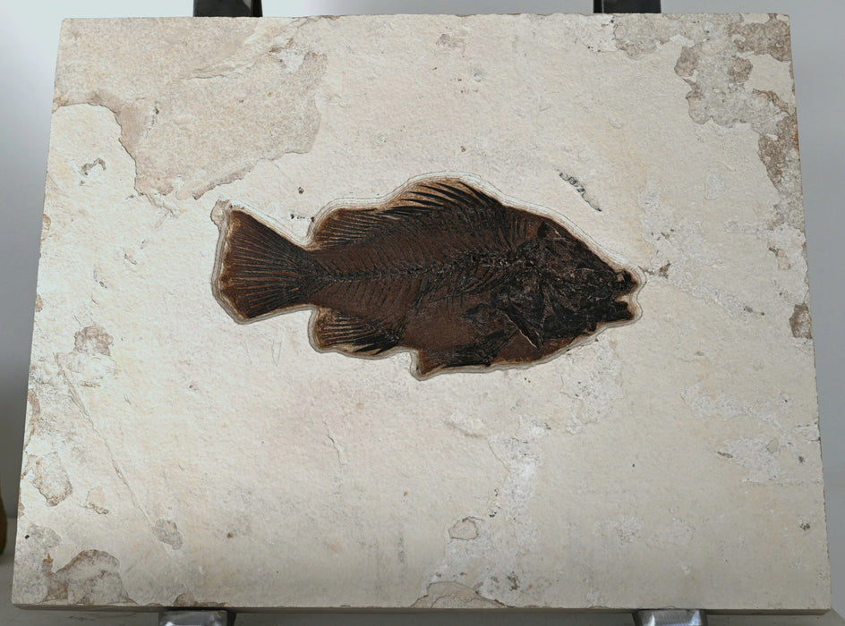9.75" Priscacara serrata Fossil Fish | Green River Formation | Natural Specimen
