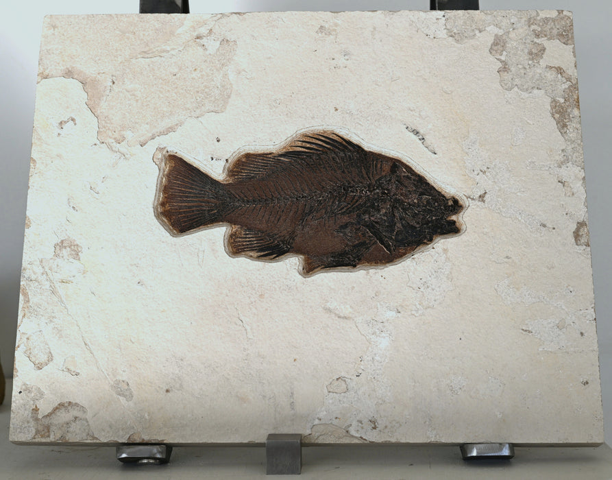 9.75" Priscacara serrata Fossil Fish | Green River Formation | Natural Specimen