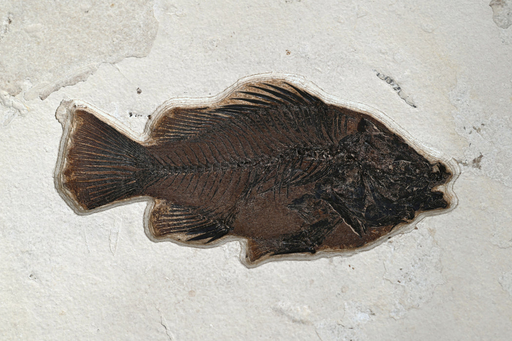9.75" Priscacara serrata Fossil Fish | Green River Formation | Natural Specimen