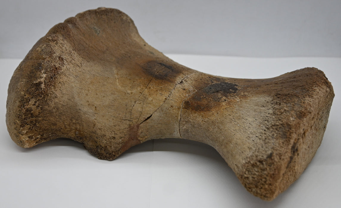 Hadrosaur Metatarsal Bone | Montana