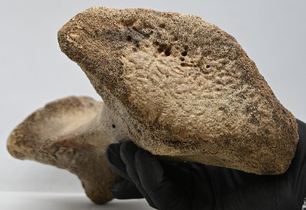 Hadrosaur Metatarsal Bone | Montana