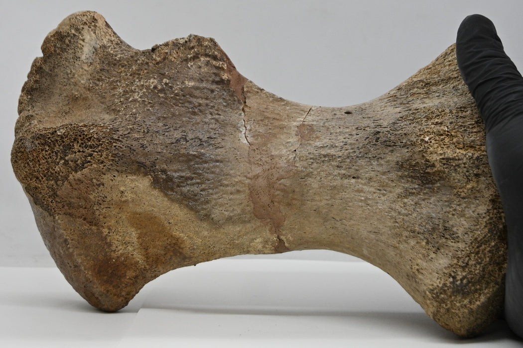 Hadrosaur Metatarsal Bone | Montana