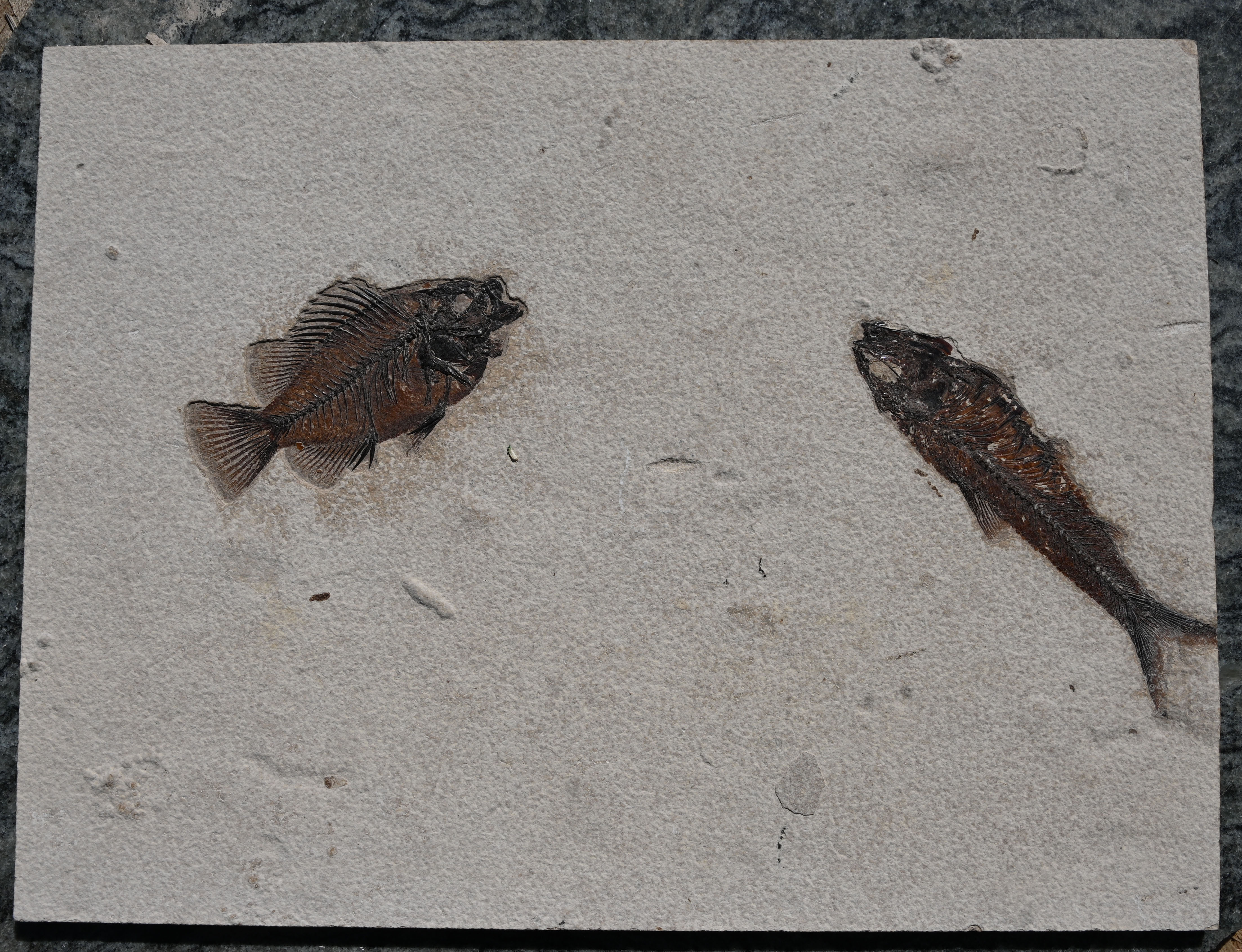 Natural Cockerellites liops and Knightia eocaena 100% Natural