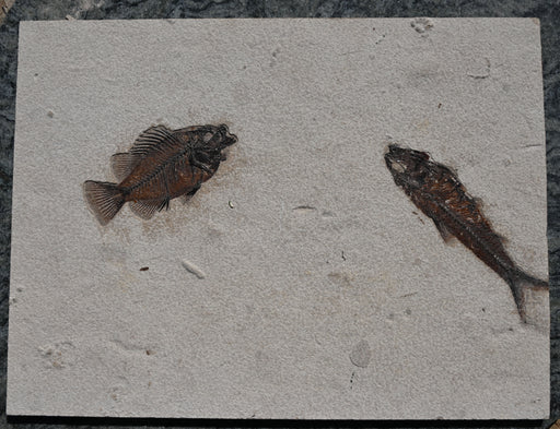 In Stone Fossils 