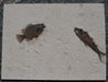 In Stone Fossils 