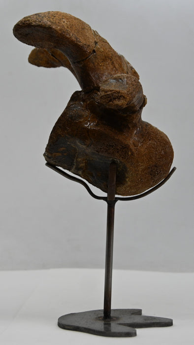 Hadrosaur Cervical (Neck) Vertebra on Stand | Montana