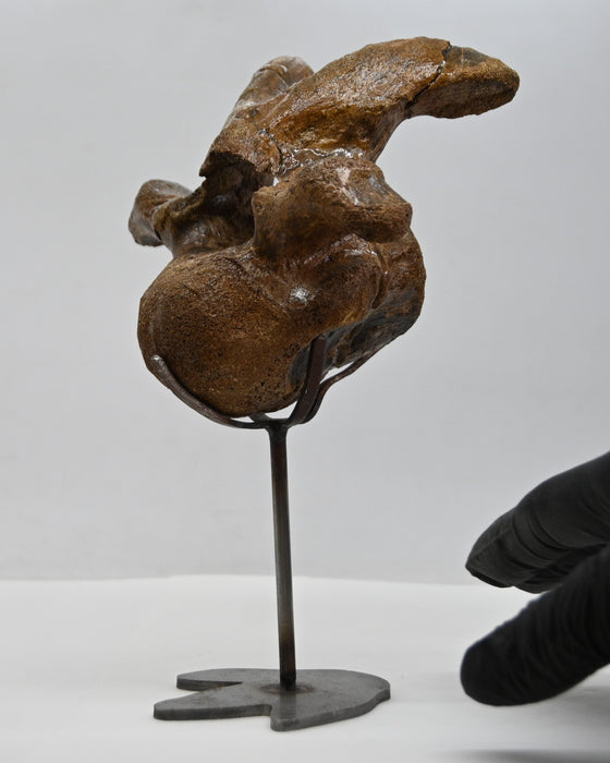 Hadrosaur Cervical (Neck) Vertebra on Stand | Montana