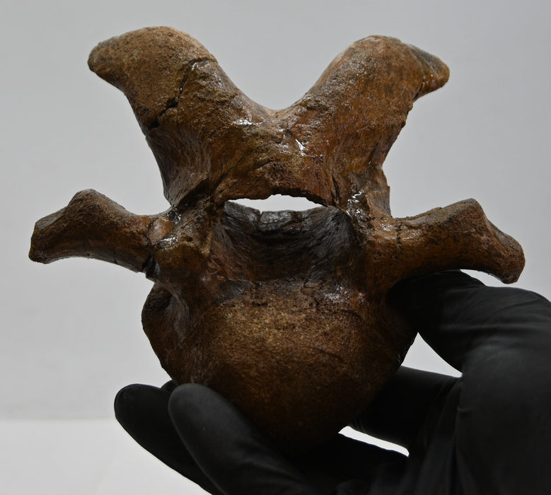 Hadrosaur Cervical (Neck) Vertebra on Stand | Montana