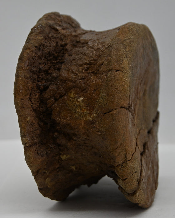 Hadrosaur Caudal (Tail) Vertebra | Montana