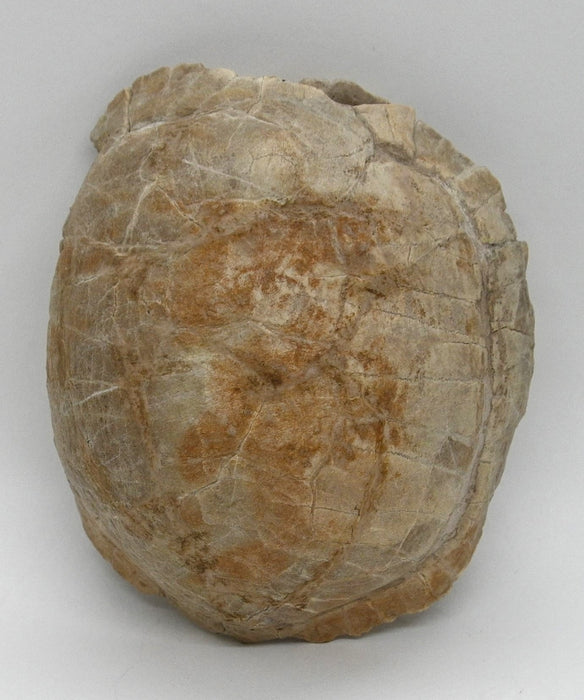 Fossil Tortoise | Stylemys nebrascensis | South Dakota