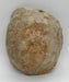 In Stone Fossils 