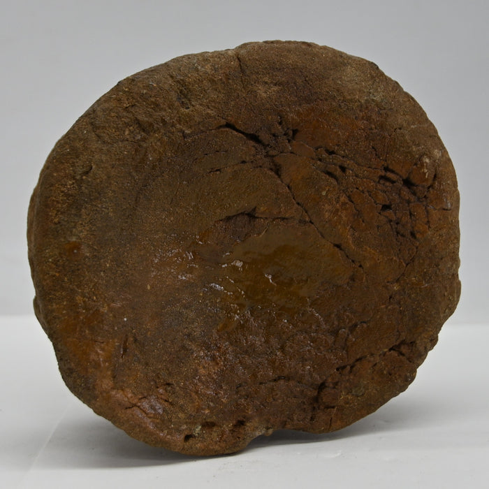 Hadrosaur Caudal (Tail) Vertebra | Montana