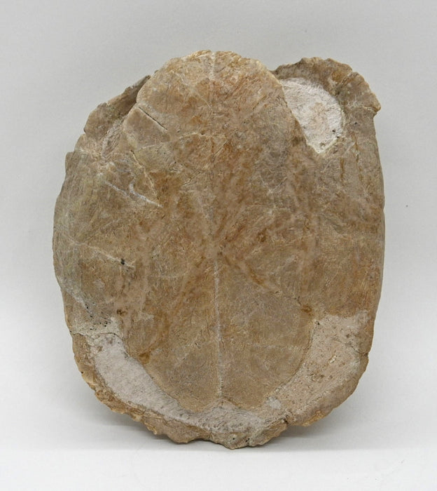 Fossil Tortoise | Stylemys nebrascensis | South Dakota