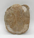 In Stone Fossils 