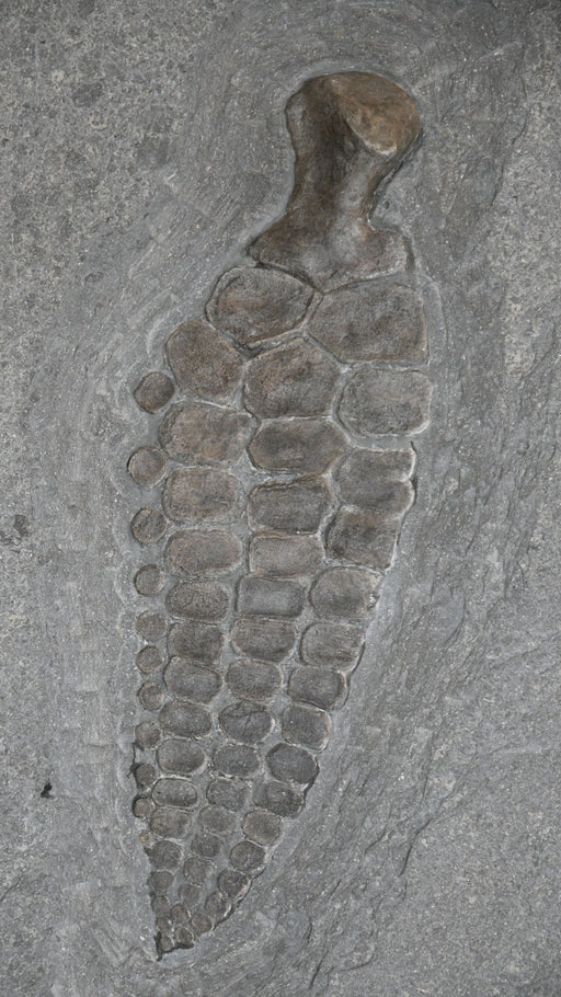 In Stone Fossils 