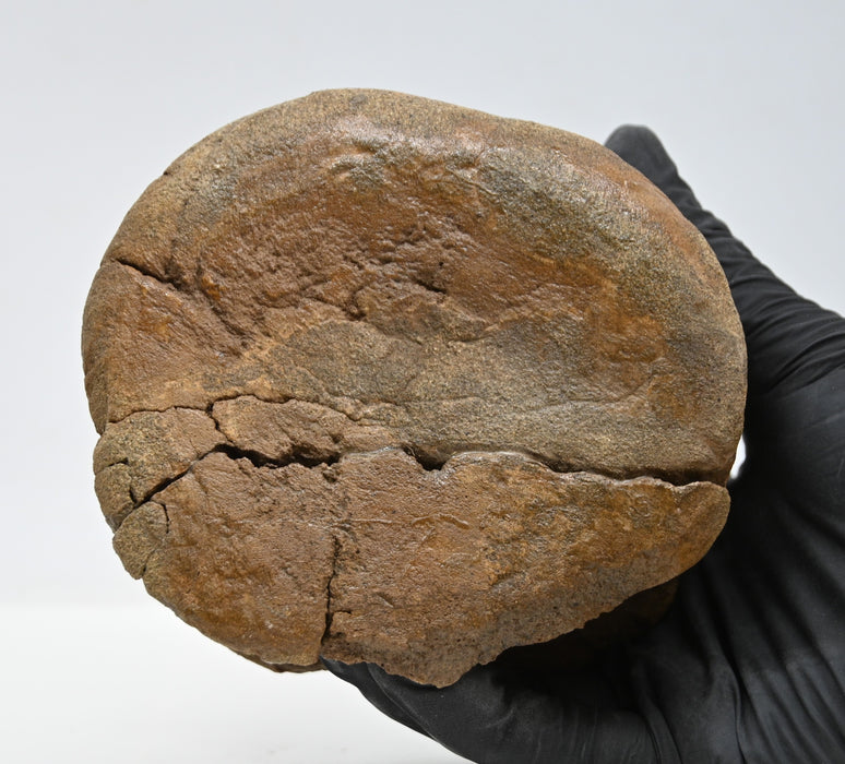 Hadrosaur Caudal (Tail) Vertebra | Montana