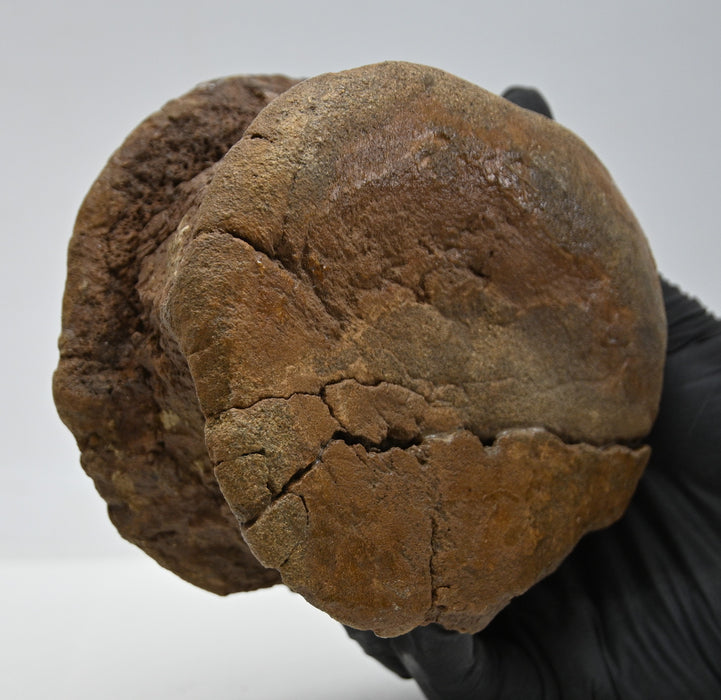 Hadrosaur Caudal (Tail) Vertebra | Montana