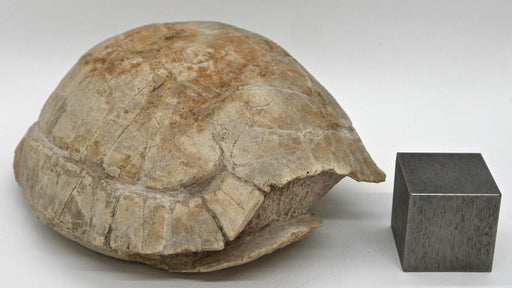 In Stone Fossils 