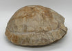 In Stone Fossils 