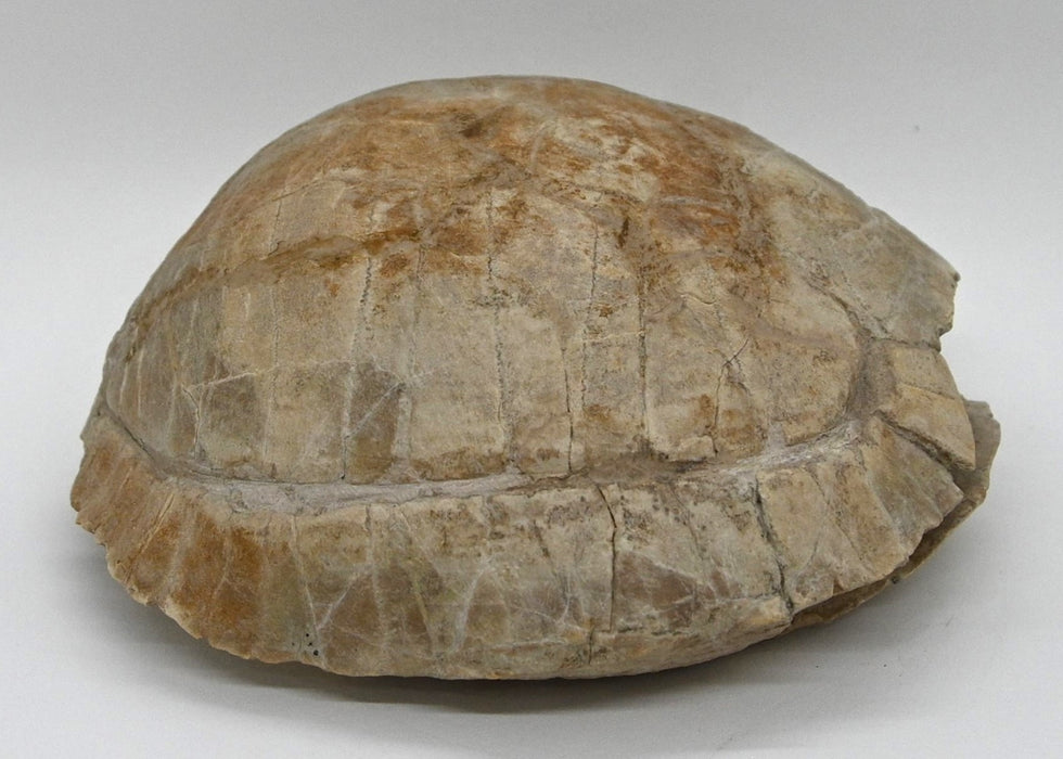 Fossil Tortoise | Stylemys nebrascensis | South Dakota
