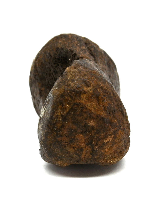 Hadrosaur Vertebra (Cervical?) | Judith River Formation | Montana