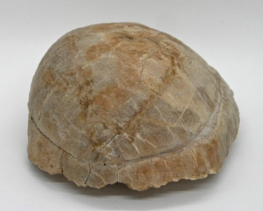 Fossil Tortoise | Stylemys nebrascensis | South Dakota