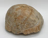 In Stone Fossils 