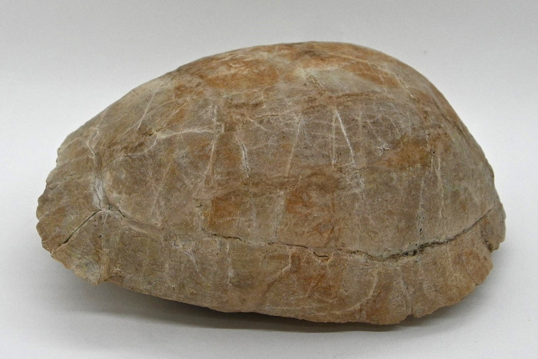 Fossil Tortoise | Stylemys nebrascensis | South Dakota