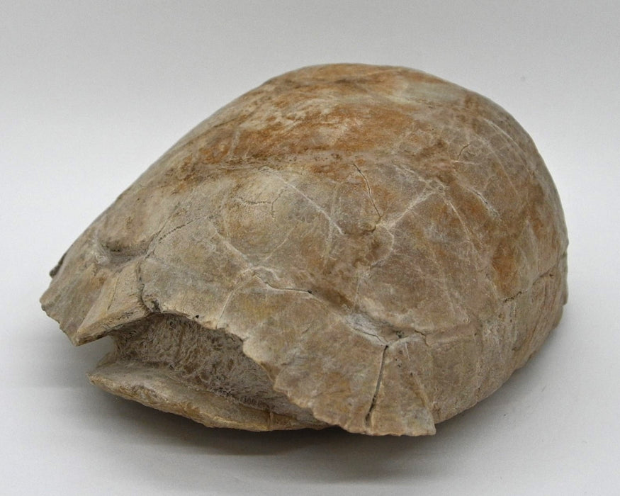 Fossil Tortoise | Stylemys nebrascensis | South Dakota